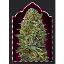 Caramel Kush – 00 Seeds