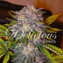 La Musa Auto – Delicious Seeds