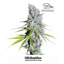 CBD Skunk Haze – Dutch Passion