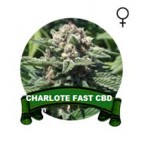 Charlote Fast CBD Houseplant Seeds