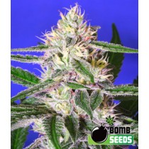 Cheese Bomb – Bomb Seeds