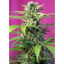 comprar semillas feminizads chem beyond diesel de sweet seeds