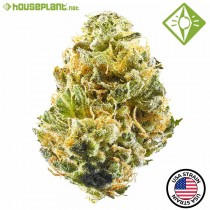 Chem Driver - Houseplant Seeds - 31% T.H.C.