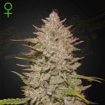 Chemical Candy - Green House Seeds