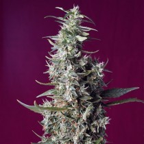 Sweet Cherry Pie Fem - Sweet Seed