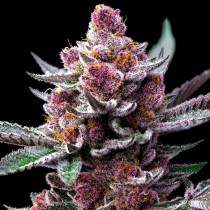 Cherry Poppers - Barney´s Farm - 60% Sativa
