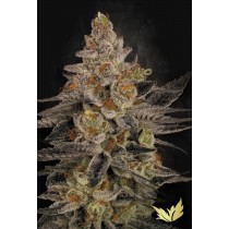 Chocolate Wafflez - Paradise Seeds