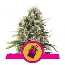 comprar semillas chocolate haze de royal queen seeds