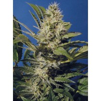 Chocolate Chunk Regular – T.H. Seeds