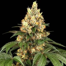 5+2 Semillas Feminizadas - Chocolate Rainbow XXL - Sensi Seeds 