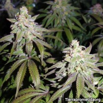 Banana Frosting - Sensi Seeds