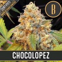 Chocolopez Fem - Blimburn Seeds 