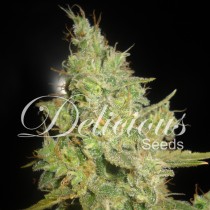 Critical Kali Mist – Delicious Seeds