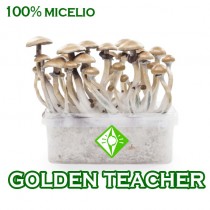 venta online pan setas golden teacher