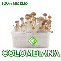 venta online pan setas colombianas