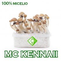 venta online pan setas mc kennaii