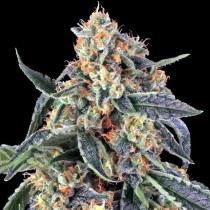 cookies kush barney farm