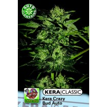 Crazy Bud Auto – Kera Seeds