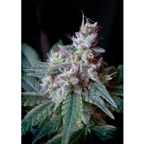 Cream Caramel F1 Fast Version Sweet Seeds