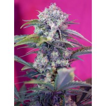 CreaM Mandarine Auto Sweet Seeds 