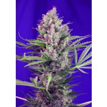 Cream Mandarine F1 Fast Version Sweet Seeds