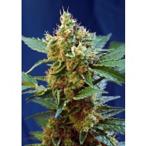 cream mandarine XL auto
