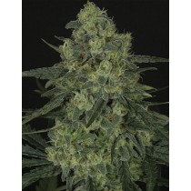 Criminal - Ripper Seeds