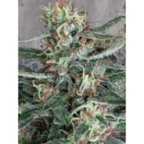 Cristal Cloud – Ministry Seeds