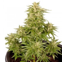 Royal Critical Auto – Royal Queen