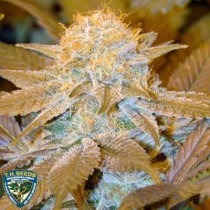 Critical Hog – T.H. Seeds 