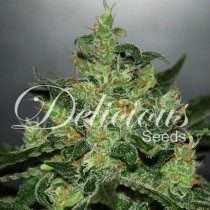 critical-jack-herer-auto-delicious-Seeds