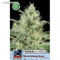 Critical Auto – Kera Seeds