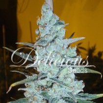 Critical Jack Herer – Delicious Seeds