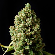 Critical Kush – Barney's Farm