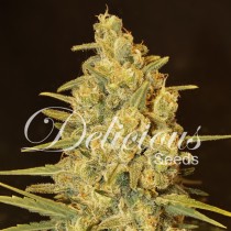 Critical Sensi Star – Delicious Seeds