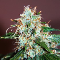 Critical Neville Haze – Delicious Seeds