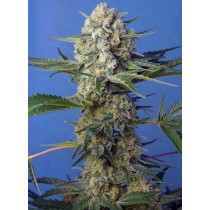Crystal Candy F1 Fast Version Sweet Seeds