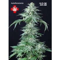 Custom X Auto – Pure Seeds