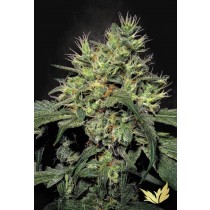 Dutch Dragon - Paradise Seeds