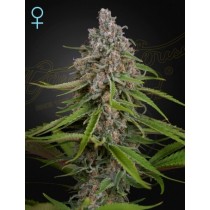 Deep Candy Fem - Green House Seeds