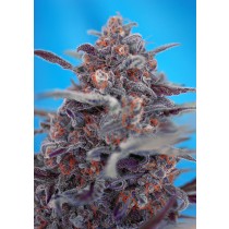 devil-cream-auto-sweet-seeds