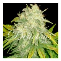 semillas-autoflorecientes-il-diavolo-delicious-seeds