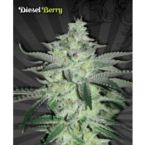 Diesel Berry – Auto Seeds