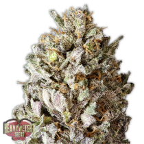 comprar semillas diesel drift de heavy weight seeds