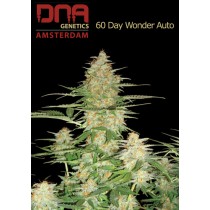 60 Day Wonder Autoflower - DNA