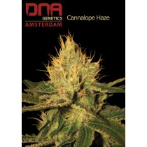 Cannalope Haze - DNA