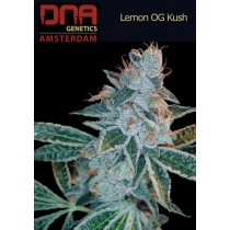 Lemon OG Kush - DNA