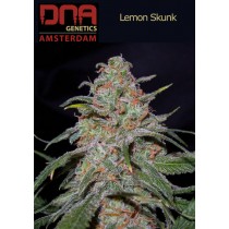 Lemon Skunk - DNA