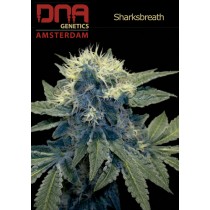 Sharksbreath'09 - DNA