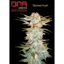 Stacked Kush - DNA